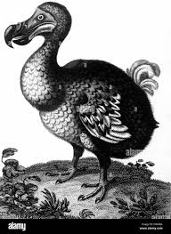 Portuguese bird Black and White Stock ...