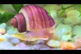 Busca entre las fotos de stock e imágenes libres de derechos sobre caracoles de mar de istock. Revolution Kids Caracol De Mar Tarzan Youtube