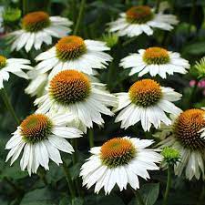 Powwow White Echinacea Plant Coneflower Echinacea Plants Flowers Perennials