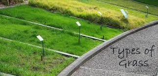 Different Types Of Lawn Grass For Your Lawn In Il Lawn Grass Types Types Of Lawn Types Of Grass