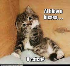 Ai Blow U Kisses U Catch Kittens Cutest Funny Animals Cat Memes