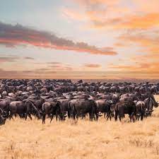 Experience east africa's best wildlife areas. Is It Better To Go On Safari In Kenya Or Tanzania Expert Advice
