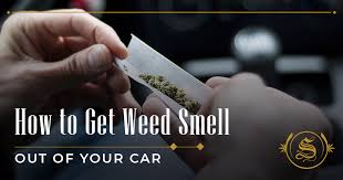To make it easy, we've created this list of all the best ways to easily hide the smell of marijuana. How To Get Weed Smell Out Of Your Car The Sanctuary