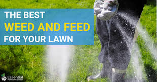 You should start feeding the grass in the early spring when the weed hasn't developed yet, and the grass. The Best Weed And Feed For Your Lawn 2021 Edition