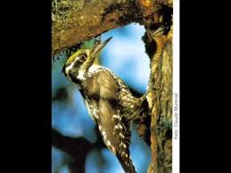 Image result for Tridactyle