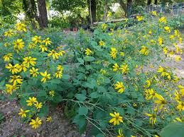 Image result for Rudbeckia laciniata