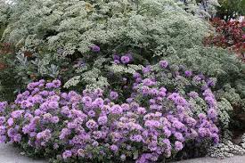 Image result for Landolphia villosa