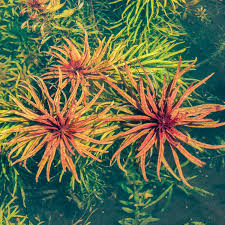 Image result for Ludwigia