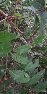 Image result for Carapa procera