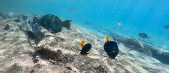 We did not find results for: Snorkeling Coral Reef Eilat Red Sea Gallivanting Goldies