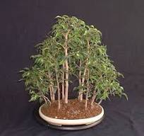 Ficus/ Fig Bonsai – Bonsai4Me
