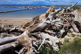 Navigate oodle for more listings and smarter pueblo, co classifieds. Free Driftwood Is Available At Lake Pueblo State Park Until Dec 13