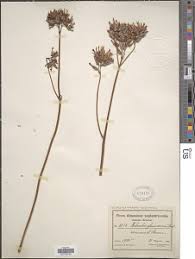 Image result for Kalanchoe glaucescens