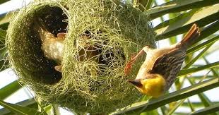 Khurshid Hasan Khurshidhasan Instagram Photos And Videos Beautiful Birds Bird Pictures Nature