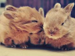 This will give your rabbit traction and help keep it calm. Things To Know Before Getting A Rabbit