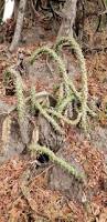 Image result for Monadenium torrei