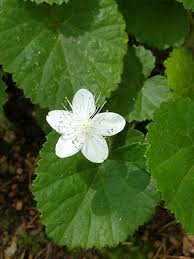 Image result for Rubus runssorensis