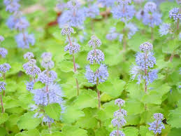 Image result for Caryopteris odorata