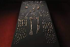 Homo naledi, extinct species of hominin, known from 1,500 fossil specimens from a cave complex in south africa. Sensationelle Entdeckung Homo Naledi Eine Neue Fruhmenschenart Spektrum Der Wissenschaft
