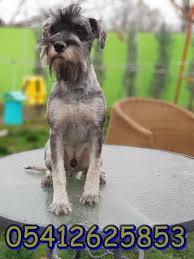 Schnauzer Ucretleri Schnauzer Dogs Animals
