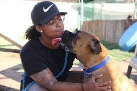 Maybe you would like to learn more about one of these? Boxer Luv Rescue Phoenix Az Helping Homeless Dogs