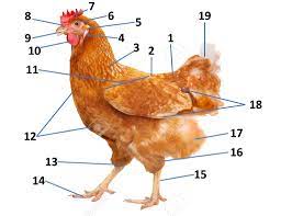 Chicken and rooster combs there are eight distinctive types of combs on chickens and roosters: Parts Of A Hen External Diagram Quizlet