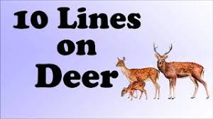 If you have to write few lines on camel or 10 sentences about camel then these. 10 Lines On Deer In English For Children And Students