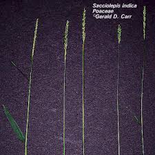 Image result for Sacciolepis indica