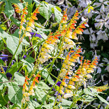 Image result for Lobelia lobata