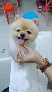Wow So Cute Video Cute Animals Cute Baby Animals Cute Dogs And Puppies