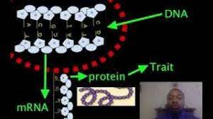 .related to the trait (and therefore the frequency of recombination), the number of genes related to linkage maps can then be created which show how closely linked the dna marker is to the gene or protein analysis is a little more difficult to perform and borrows from. Dna Proteins Traits Youtube