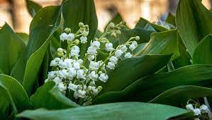 J'offre ce muguet pour qu'il apporte du bonheur là où il va ! D Ou Vient La Tradition Du Muguet Du 1er Mai Ladepeche Fr
