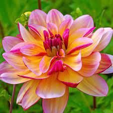 Cactus dahlias, semi cactus dahlias, decorative dahlias, pompon dahlias, ball dahlias, anemone dahlias, collarette dahlias, mignon dahlias, single dahlias, peony dahlias, orchid dahlias. Dark Butterfly Dahlia Bulbs Spring Hill Nurseries