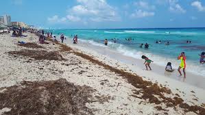 El nombre sargazo deriva del portugués «sargasso» que se. Disminuye Sargazo En Playas De Quintana Roo El Economista