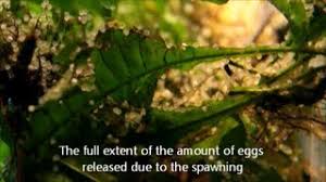 He scarfs down several of them over the course of the episode, despite all the trouble djarin and the mother go through to. How Often Do Koi Fish Lay Eggs Reproduction Breeding Care