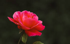صور ورد طبيعي احمر Beautiful Flowers Wallpapers Pink Flowers Flowers