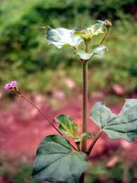 Image result for Boerhavia diffusa