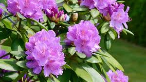Image result for Rhododendron