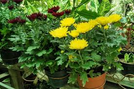 We did not find results for: Malang Merdeka Com Oleh Oleh Pasar Bunga Ini Cara Mudah Merawat Bunga Krisan Di Rumah