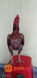 Gambar ayam bangkok gambar ayam geprek gambar ayam jago burung unggas. Pama Bulbi Ninja Bl Kab Bantul Jualo