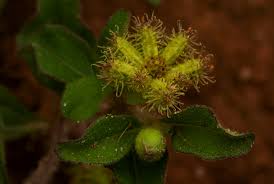 Image result for Acanthospermum australe