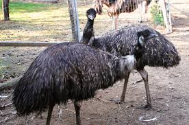 Probably from portuguese ema ((originally) cassowary; Emu Straussenland Und Bio Truthuhner Gartner Schonberg Am Kamp