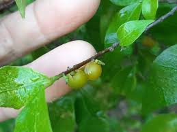 Image result for Streblus