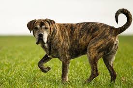 Medium to large sized dogs may drink out of the toilet which means any cleaners in the toilet could cause additional problems as some are toxic. Prednisone For Dogs 10 Faqs Answered Dr Buzby S Toegrips For Dogs