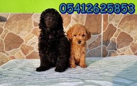 Toy Poodle Ozellikleri Oyuncak Kanis Poodle Kopek