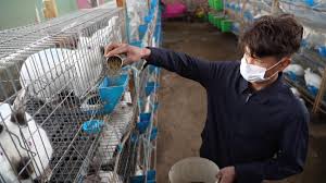 新疆阿克蘇市家庭農場賦能-鄉村振興經濟增長