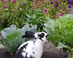Fences are a good deterrent to keeping them. How To Keep Rabbits Out Of Your Garden Garden Design
