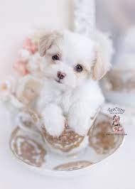 Pomchi Puppy 392 A In 2021 Teacup Puppies Pomchi Puppies Teacup Poodle Puppies