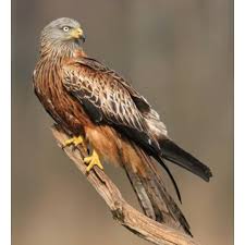 Uk Birds Of Prey Images Aucune Description De Photo Disponible Birds Of Prey Uk Beautiful Birds Birds Of Prey