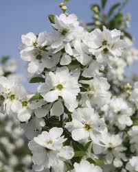 Image result for Exochorda